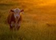 grass fed