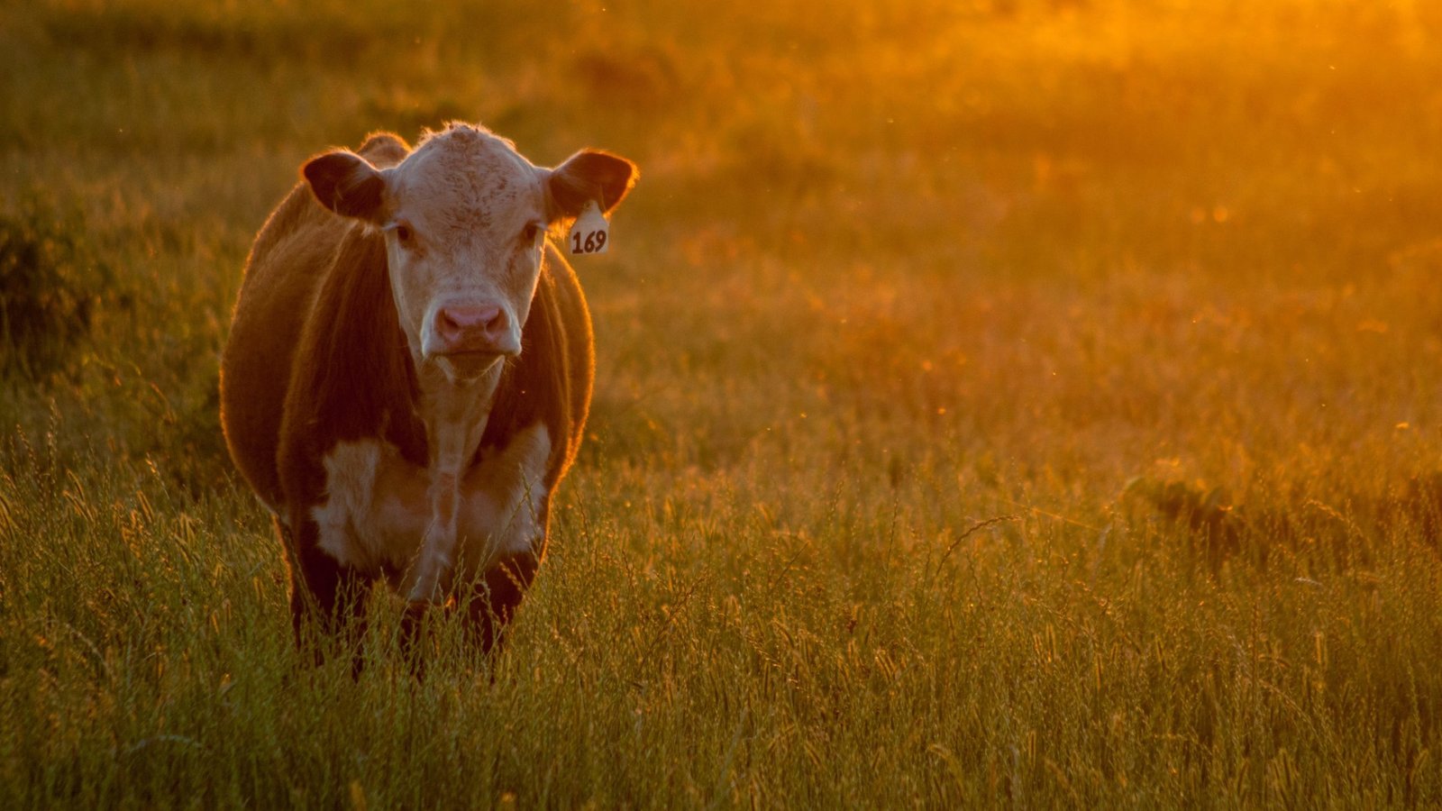 grass fed