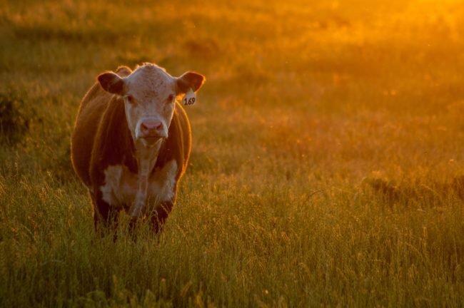 grass fed