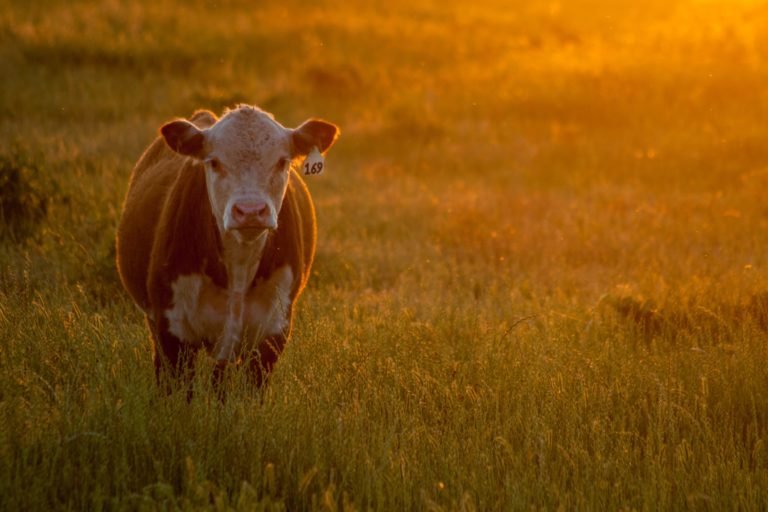 grass fed