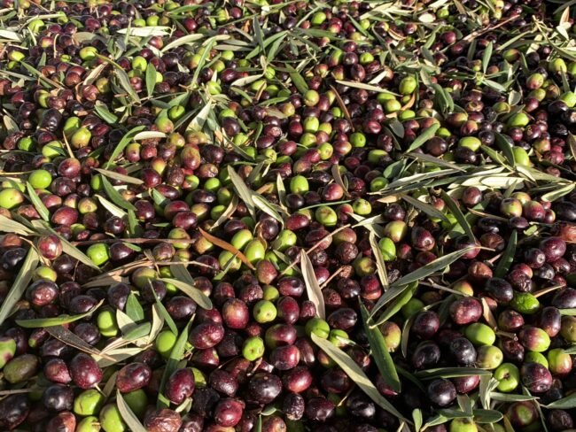 olio evo
