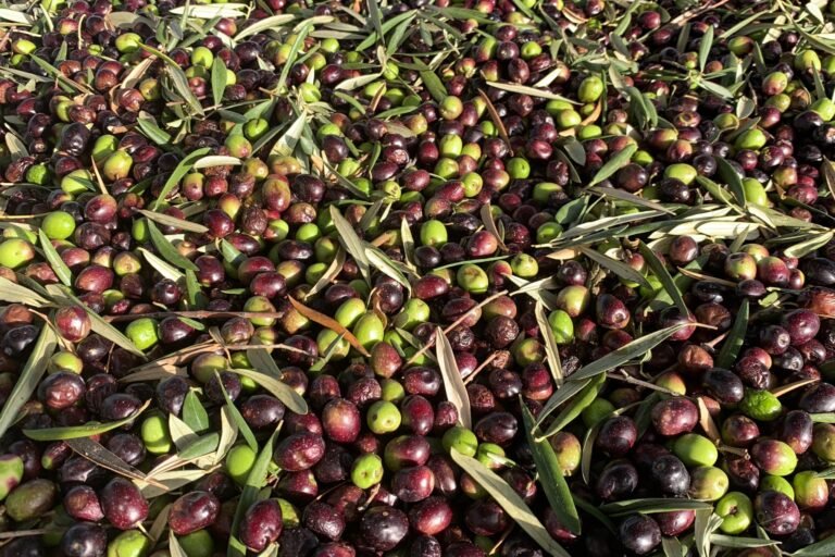 olio evo