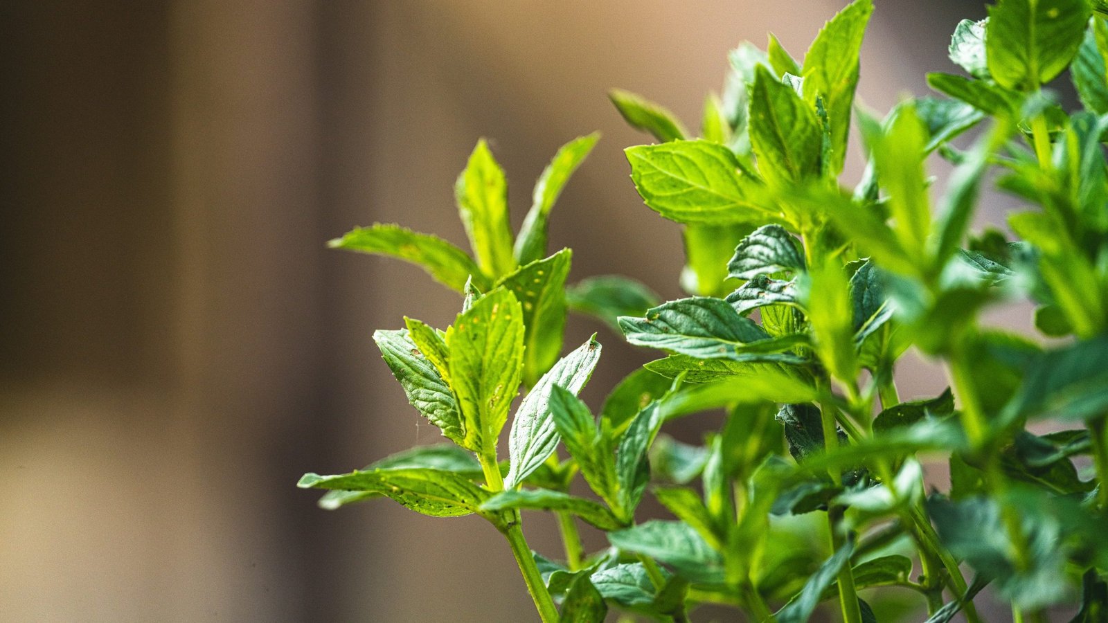 menta piperita dott cristian mastropietro cristianmastropietro.com
