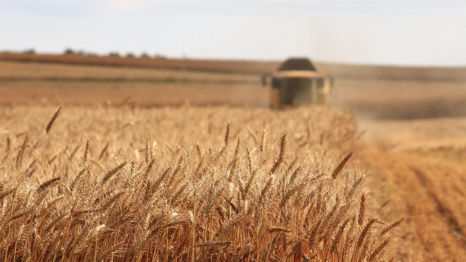 gluten sensitivity grano- celiachia